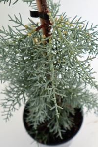 CUPRESSUS ARI GLABRA BLUE ICE