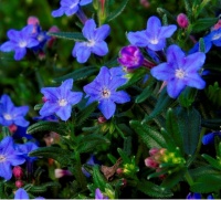 LITHODORA GRACE WARD