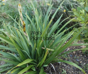 PHORMIUM COOKIANUM GREEN