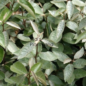 ELAEAGNUS X EBBINGEI