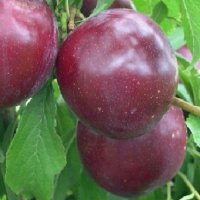 PLUM DUFFS EARLY JEWEL