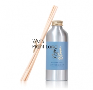 NIGHT BLOOM DIFFUSER - REFILL + 5 REED STICKS LIVING LI