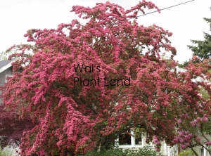 CRATAEGUS PAULS SCARLET