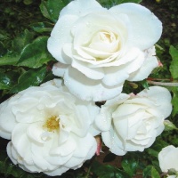 ROSE BUSH ICEBERG F