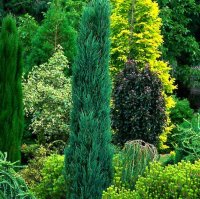 CUPRESSUS semp. TOTEM BLUE