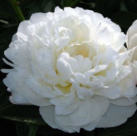 PAEONIA AMALIA OLSEN (PEONY)