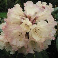 RHODODENDRON YELLOW MOON