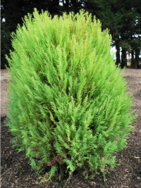 THUJA ORI MELDENSIS