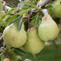 PEAR PACKHAMS TRIUMPH - DWARF