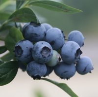 BLUEBERRY SIERRA