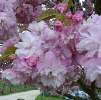 PRUNUS PINK PERFECTION 1.2STD