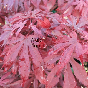 ACER SKEETERS BROOM