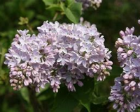 SYRINGA CLARKS GIANT