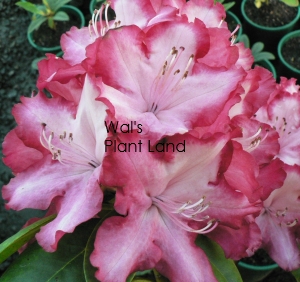 RHODODENDRON PRESIDENT ROOSEVELT