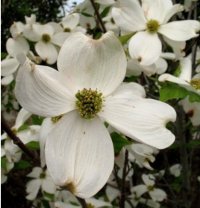 CORNUS CHEROKEE PRINCESS