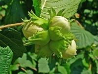 HAZELNUT 'WHITEHEART'