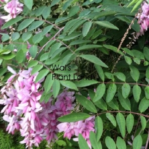 INDIGOFERA DECORA