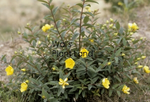 HYPERICUM LESCHENAULTII