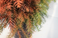 CRYPTOMERIA JAP MONSTROSA NANA