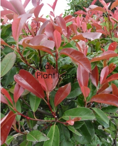 PHOTINIA RED ROBIN