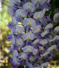 WISTERIA RUSSELLIANA