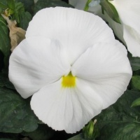 PANSY DELTA WHITE