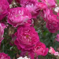 ROSE BUSH PURPLE PIZZAZZ F