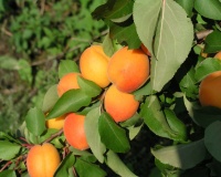 APRICOT MOORPARK