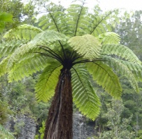 DICKSONIA SQUARROSA - TREE FERN