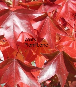 LIQUIDAMBAR BURGUNDY