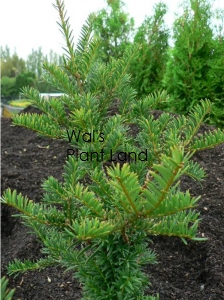 TAXUS BACCATA