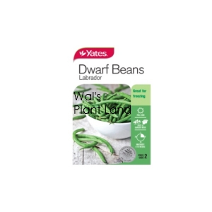 BEAN DWARF LABRADOR SEED PACKET