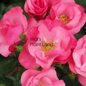 ROSE BUSH STAR QUALITY F