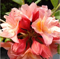 AZALEA APRICOT BEAUTY -DECIDUOUS