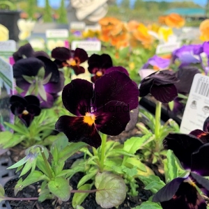 PANSY BLACK MAGIC