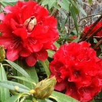 RHODODENDRON KAPONGA