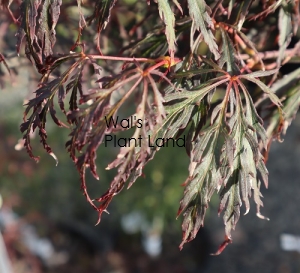 ACER DISS CRIMSON QUEEN STD 60CM