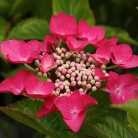 HYDRANGEA GEOFFERY CHADBUND