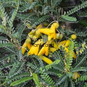 SOPHORA DRAGONS GOLD