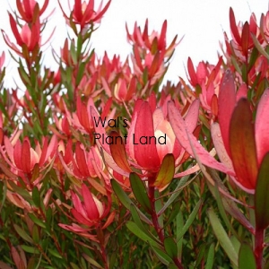 LEUCADENDRON SAFARI SUNSET