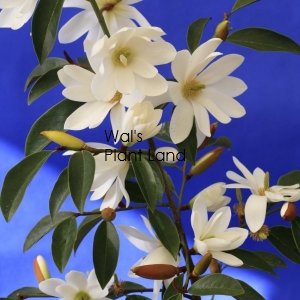 MICHELIA FAIRY MAGNOLIA WHITE