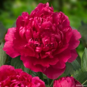 PAEONIA FELIX SUPREME (PEONY)