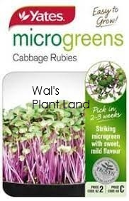 MICROGREEN CABBAGE RUBIES PKT SEED PACKET