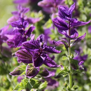 CLARY SAGE BLUE