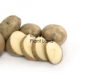 POTATOES SEED MARIS ANCHOR 3KG BAG