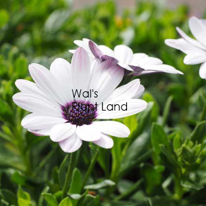 OSTEOSPERMUM ASTI WHITE