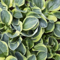 HOSTA MIGHTY MOUSE