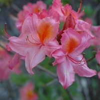 AZALEA MT SAINT HELENS -DECIDUOUS