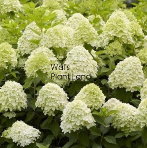 HYDRANGEA LIMELIGHT