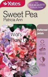 SWEET PEA HAMMETT'S PATRICIA ANN SEED PACKET